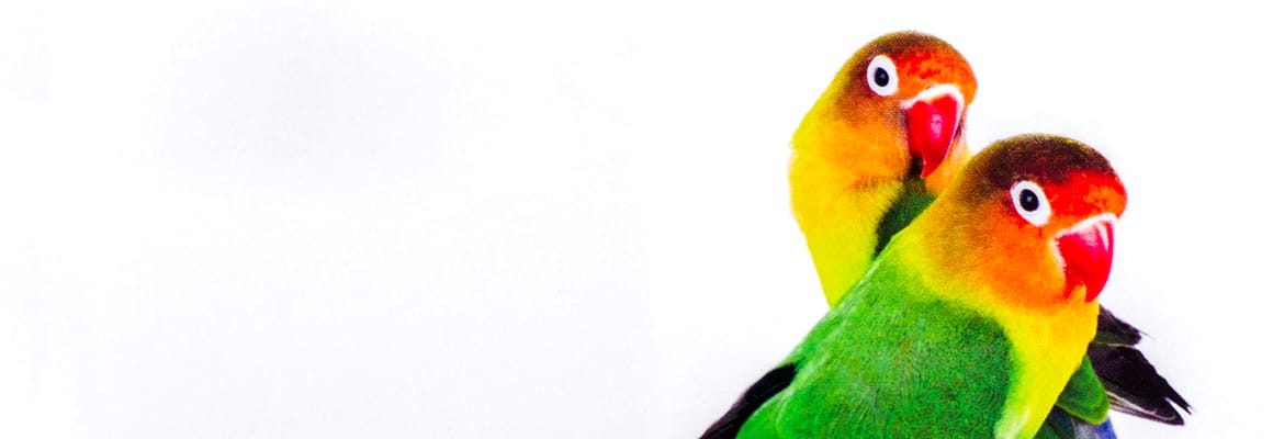 Cartulina Gru00e1fica Tango Digital